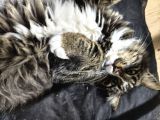 Maine Coon Kedi