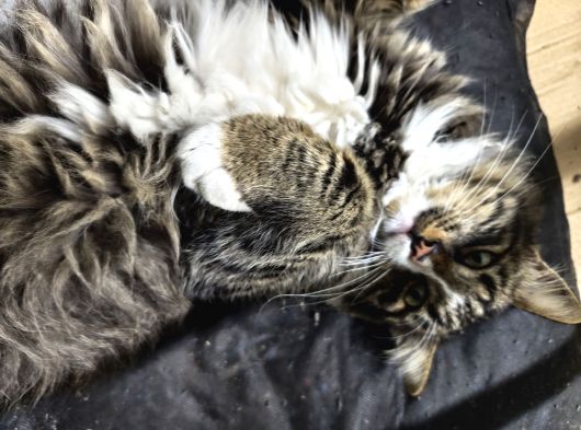 Maine Coon Kedi görsel
