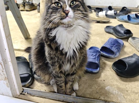 Maine Coon Kedi