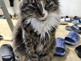 Maine Coon Kedi