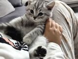 Aile Sıcaklığnda Reng Rend Safkan Yavrularım