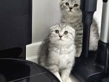 Aile Sıcaklığnda Reng Rend Safkan Yavrularım