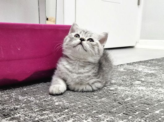 Aile Sıcaklığnda Reng Rend Safkan Yavrularım görsel