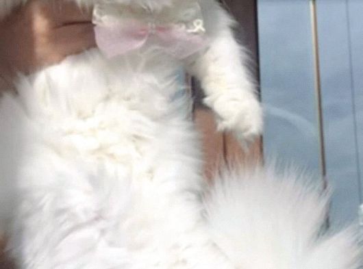 British Longhair Yavrularım görsel