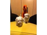 Maltipoo Yavrularımız Uygundur
