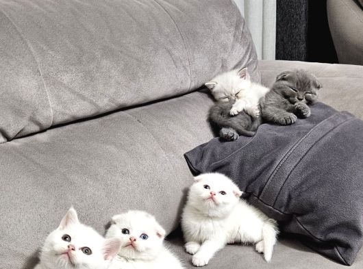 Aile Sıcaklığnda Reng Reng Safkan Yavrularım görsel