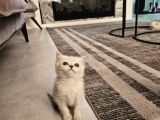 Aile Sıcaklığnda Reng Reng Safkan Yavrularım