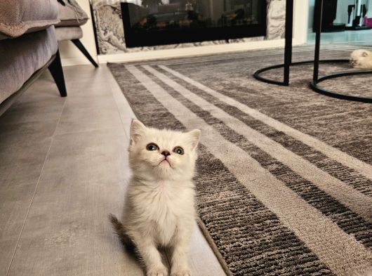 Aile Sıcaklığnda Reng Reng Safkan Yavrularım görsel