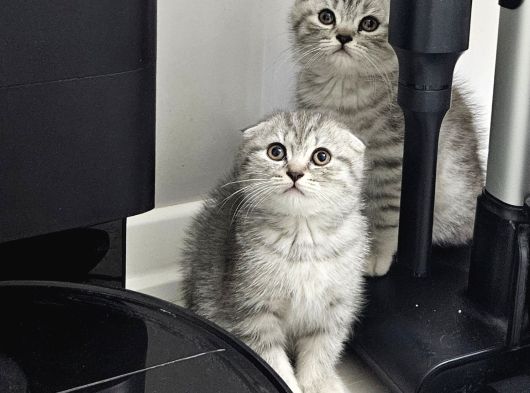 Aile Sıcaklığnda Reng Reng Safkan Yavrularım görsel