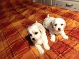Ev Doğumu Maltipoo