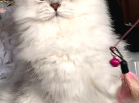British Longhair Yavrularım görsel