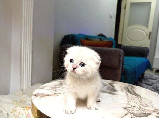 Güzeller Güzeli̇  Bebeği̇m Tesli̇me Hazir