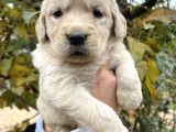 Harika Güzellikte Bebek Yüzlü Golden Retriever Yavrular