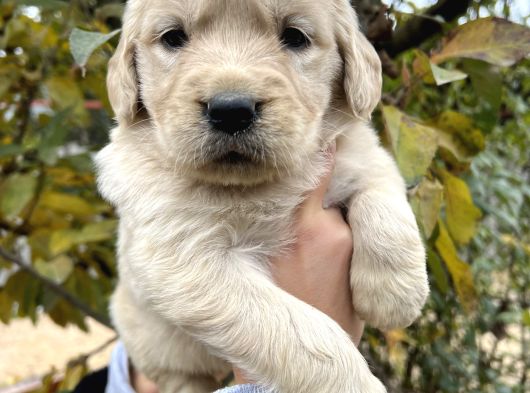 Harika Güzellikte Bebek Yüzlü Golden Retriever Yavrular görsel
