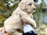 Harika Güzellikte Bebek Yüzlü Golden Retriever Yavrular