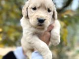 Harika Güzellikte Bebek Yüzlü Golden Retriever Yavrular