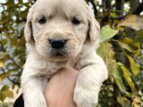 Harika Güzellikte Bebek yüzlü Golden Retriever yavrular