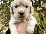 Harika Güzellikte Bebek Yüzlü Golden Retriever Yavrular
