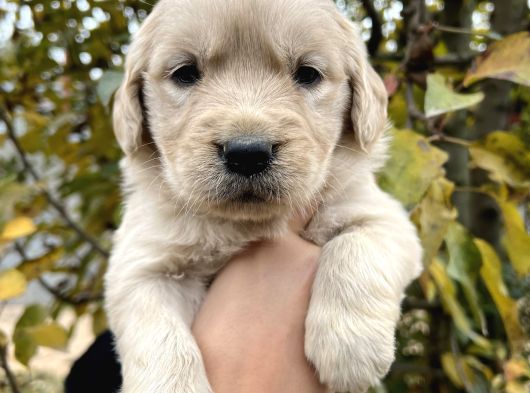 Harika Güzellikte Bebek Yüzlü Golden Retriever Yavrular görsel