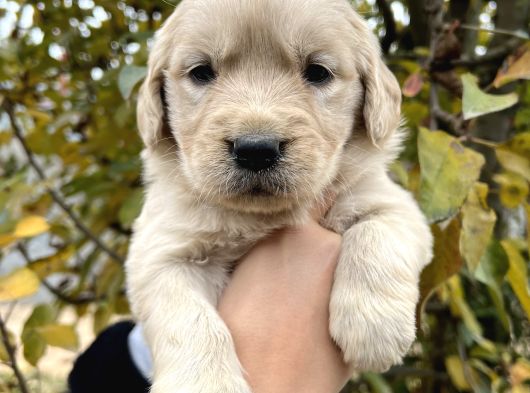 Harika Güzellikte Bebek Yüzlü Golden Retriever Yavrular görsel
