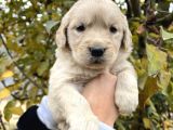 Harika Güzellikte Bebek Yüzlü Golden Retriever Yavrular