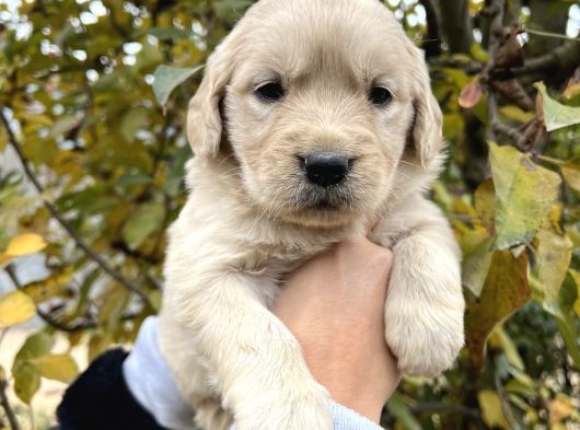 Harika Güzellikte Bebek Yüzlü Golden Retriever Yavrular görsel
