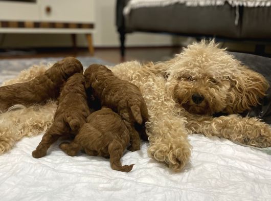 Toypoodle Bebekler görsel