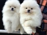 Petmode Köpek Çiftliğinde Ziyarete Açık Teddy Pomeranin