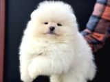 Petmode Köpek Çiftliğinde Ziyarete Açık Teddy Pomeranin