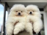 Petmode Köpek Çiftliğinde Ziyarete Açık Teddy Pomeranin