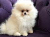 KAR TOPU GİBİ BEMBEYAZ POMERİAN BOO