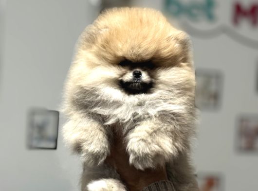 Petmode Köpek Çiftliğinde Ziyarete Açık Teddy Pomeranin
