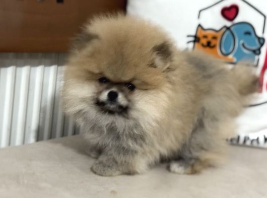 Petmode Köpek Çiftliğinde Ziyarete Açık Teddy Pomeranin görsel