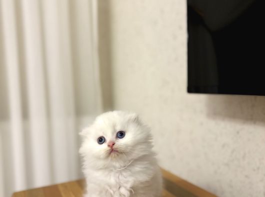 Üst Düzey Masmavi̇ Gözlere Sahi̇p Scottish Fold Yavrularim görsel