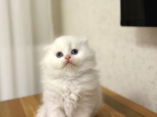Üst Düzey Masmavi̇ Gözlere Sahi̇p Scottish Fold Yavrularim