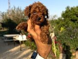 Teacup Orji̇nal Kg Garanti̇li̇ Çi̇ş Pedi̇ Eği̇ti̇mli̇
