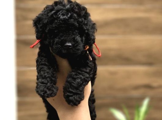 Dişi Erkek Black Poodle Yavrularımız görsel