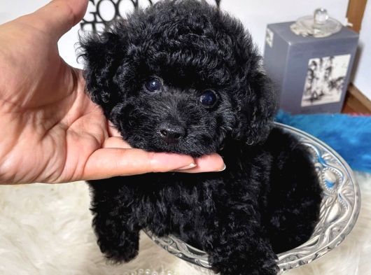 Dişi Erkek Black Poodle Yavrularımız görsel