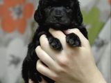 Dişi Erkek Black Poodle Yavrularımız