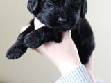 Dişi Erkek Black Poodle Yavrularımız