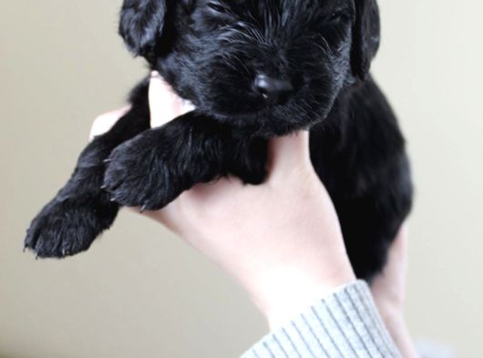 Dişi Erkek Black Poodle Yavrularımız görsel