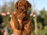 TEACUP ORJİNAL KG GARANTİLİ ÇİŞ PEDİ EĞİTİMLİ