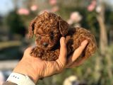 Teacup Orji̇nal Kg Garanti̇li̇ Çi̇ş Pedi̇ Eği̇ti̇mli̇