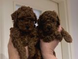 3Kg Garantili Toy Poodle