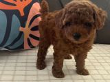 Toypoodle Bebekler