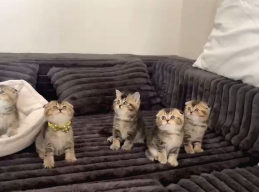 Aile Sıcaklığnda Reng Reng Safkan Yavrularım görsel
