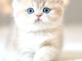 Bulunmaz Rengiyle BY Golden British Shorthair