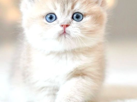 Bulunmaz Rengiyle By Golden British Shorthair