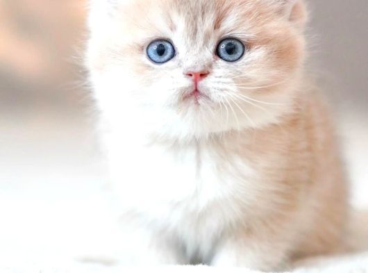 Bulunmaz Rengiyle By Golden British Shorthair görsel