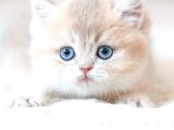 Bulunmaz Rengiyle By Golden British Shorthair